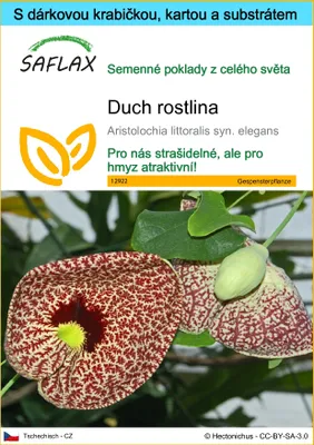 Obrázek produktu pro SAFLAX Dárková sada - duch rostlina - Aristolochia littoralis syn. elegans - 80 Semena - S dárkovou krabičkou, přepravním štítkem, dárkovou kartou a pěstebním médiem