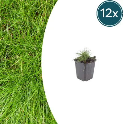Produktbild von Festuca gautieri | 12 Stück - 10-25cm - Ø9cm - Gartenpflanze