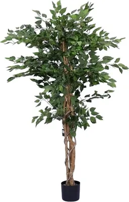Productafbeelding van Ficus benjamina 140x140x180 cm groen Countryfield
