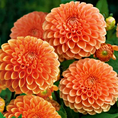 Immagine prodotto di Dalia Pomponowa Sylvia 1 pz Dalia piantine di dalia piantina tuberi grandi