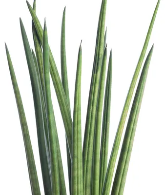 Produktbild von Bogenhanf Mikado Sansevieria cylindrica Bacularis T12 H35