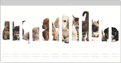 Produktbild von Wallario Ordnerrücken Sticker, selbstklebend für schmale Ordner, 12 Stück, Motiv Hundewelpen und Katzenjunge