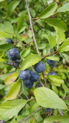 Image de Prunus spinosa (De semis) / Prunelier