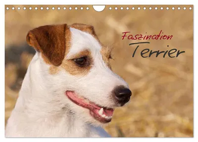 Produktbild von Faszination Terrier (Wandkalender 2027 DIN A4 quer), CALVENDO Monatskalender