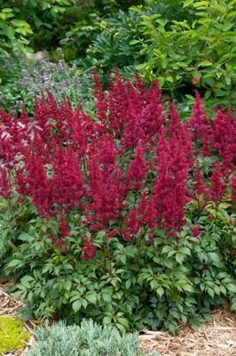 Produktbild von Astilbe japonica 'Etna', Prachtspiere, leuchtend rot, ca. 11x11 cm Topf