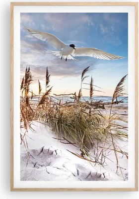 Produktbild von Gerahmtes Poster - Rahmen in heller Eiche - Möwe Meer Küste - 61x91,5 cm - Wand Bild - Wanddeko - Wandbilder - Kunstposter - Wandposter - Bilderrahmen - Bilder - Kunstdruck - P2NPA61x91-4902