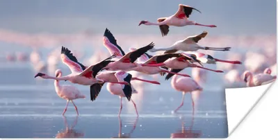 Produktbild von MuchoWow® Poster Flamingo - Vogel - Wasser - Rosa 40x20 cm - Poster für die Wand - Poster Schlafzimmer