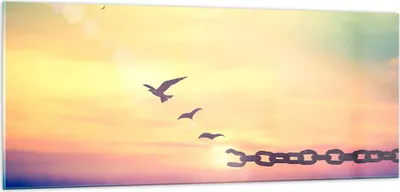 Produktbild von Bilder auf glas - Vogel Natur Wiese - 100x40cm - Glasbilder - Wandbilder - Kunstdruck - zum Aufhängen bereit - Wanddekoration aus Glas - Glas Bilder - Wandbild auf Glas - Einteilig - GAB100x40-3917