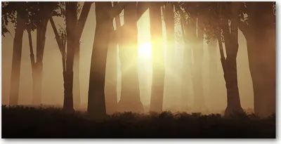 Produktbild von Tulup Glas-Bild -140x70- Wandkunst Dekorative Wand für Küche & Wohnzimmer - Landschaften - Nebel im Wald - Braun