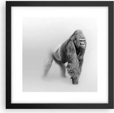Produktbild von Gerahmtes Poster - Schwarzer Rahmen - Orang-Utan Tier - 30x30 cm - Wand Bild - Wanddeko - Wandbilder - Kunstposter - Wandposter - Bilderrahmen - Bilder - Kunstdruck - Wandbild - P2BAC30x30-4105