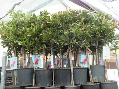 Obrázek produktu pro Karmínově červený keř Callistemon splendens, výška cca 100 cm – keř v květináči, vždyzelený, exotické květy, částečně mrazuvzdorný