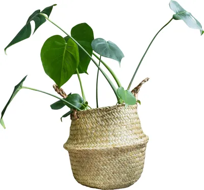 Produktbild von QUVIO Pflanzkorb mit Griffen - Blumentöpfe für drinnen - Blumentöpfe für draußen - Pflanzgefäße für draußen - Pflanzenhalter - 26 x 25 cm (dxh)