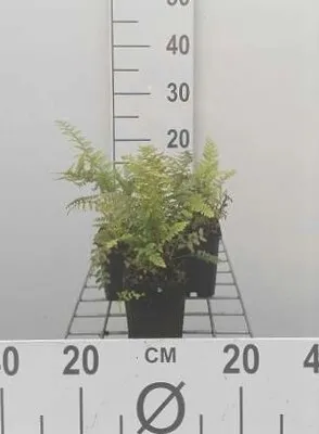 Produktbild von 6 x Polystichum setiferum - Weicher Schildfarn - Topf 9 x 9 cm