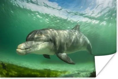 Produktbild von MuchoWow® Poster Delfin - Tiere - Wasser 180x120 cm - Fotoplakat