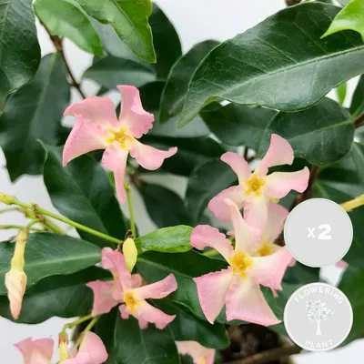 Produktbild von 2er-Set Trachelospermum Jasminoides Pink Showers, 50-70 cm