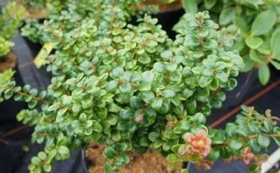 Produktbild von Vaccinium nummularia - Zwerg-Heidelbeere -  15-20