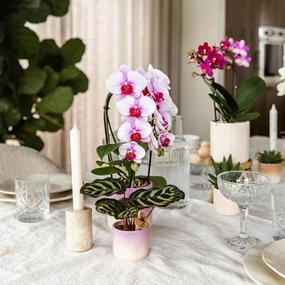 Produktbild von Gradience Übertopf Rosa Ø6cm Blumentopf Pflanztopf Pflanzgefäß Pflanzkübel Deko