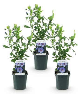 Produktbild von Green boutiQ - Gartenpflanze - Hibiscus syriacus Oiseau Blue - Garten Hibiskus - Winterhart - Blau - 3 Pflanzen - Topf 17cm - Höhe 45cm