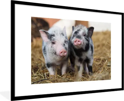 Produktbild von MuchoWow® Gerahmtes Poster Schwein - Tiere - Ferkel 90x60 cm - Poster mit Schwarzem Bilderrahmen Wandposter Rahmen Foto Bilder - Wanddekoration - Fotos
