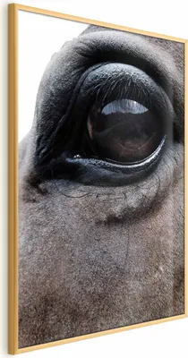 Produktbild von Posterpapier Poster - Honest Eyes 60x90 cm Tiere g-A-0201-ao-a