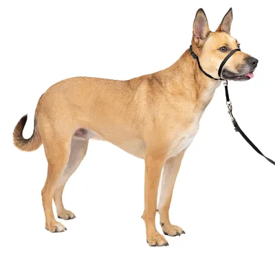 Produktbild von PetSafe Gentle Leader Quick Release Head Collar Medium Black 25-60 lbs