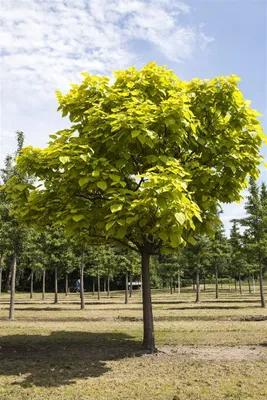 Produktbild von Catalpa bignonioides, Trompetenbaum, 40–60 cm, ca. 12 cm Topf