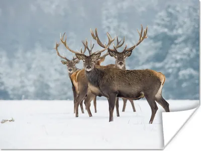 Produktbild von MuchoWow® Poster Hirsche - Tiere - Schnee - Winter - Landschaft - Natur 120x90 cm - Wandbild