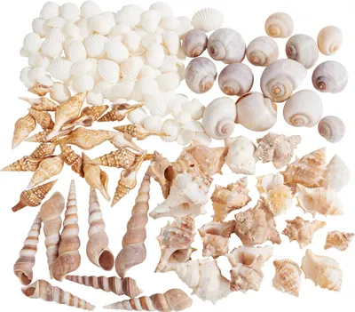 Produktbild von Muschelmix, natural, ca. 500 gr.