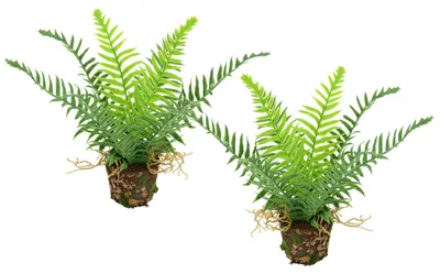 Kunstfarn im Topf, 25 cm, Set von 2, Bostonfarn, grün