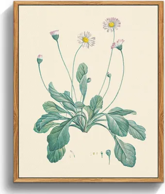 Zdjęcie produktu dla MHARTK66 Vintage Botaniczne obrazy na płótnie z drewnianą ramą 20x25 cm - Daisy Aesthetic