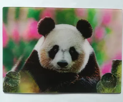 Produktbild von 3 D Ansichtskarte Pandabär, Postkarte Wackelkarte Hologrammkarte, Tier Panda