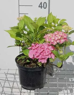 Image de Hydrangea macr. 'Gertrud Glahn' - Hortensias en conteneur 25- 30 cm