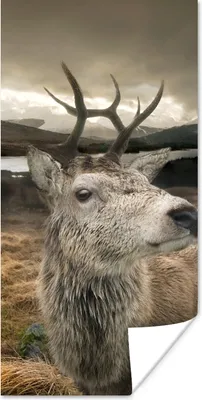 Produktbild von MuchoWow® Poster Geweih - Hirsch - Gebirge 20x40 cm - Plakat - Foto
