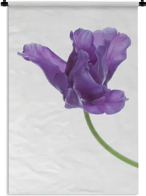 Produktbild von MuchoWow® Wandteppich Wandbehang Lila Tulpe auf weißem Hintergrund 60x90 cm Tapisserie Dekoration Wandtuch - Foto-Teppich - Abwaschbar
