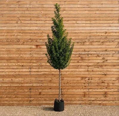 Produktbild von Säulen-Hainbuche Lucas 300-350 cm, Stammumfang 12-14 cm - Carpinus betulus Hochstamm