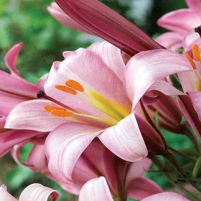 Obrázek produktu pro Pink Planet trumpet lily 1 ks Voňavé lilie cibulky