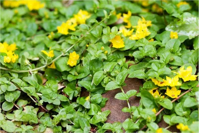 Produktbild von Stauden Gänge 100 x Lysimachia nummularia - Pfennigkraut - Der grüne Teppich, der jeden Garten belebt - Trittfest - Bodendecker
