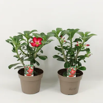 Produktbild von Adenium obesum rot - Wüstenrose - Topf 10,5cm - Höhe 25-40cm Zimmerpflanzen