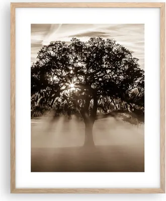 Produktbild von Gerahmtes Poster - Rahmen in heller Eiche - Baum Feld Natur - 40x50 cm - Wand Bild - Wanddeko - Wandbilder - Kunstposter - Wandposter - Bilderrahmen - Bilder - Kunstdruck - Wandbild - P2NPA40x50-3811