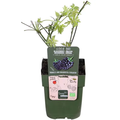 Zdjęcie produktu dla Rubus fruticosus 'Thornless Evergreen' - Jeżyna bezkolcowa