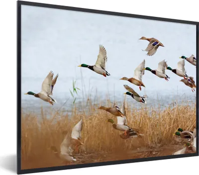 Produktbild von MuchoWow® Gerahmtes Poster Ente - Vogel - Schilf - Wasser - Enten 40x30 cm - Poster mit Schwarzem Bilderrahmen Wandposter Rahmen Foto Bilder - Kunstposter - Wanddekorationen