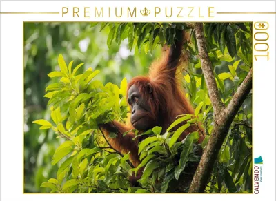 Produktbild von CALVENDO Puzzle Von Baum zu Baum | 1000 Teile Lege-Größe 64x48cm Foto-Puzzle für glückliche Stunden