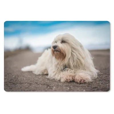 Produktbild von MuchoWow® Mauspad Mousepad Kleiner weißer Malteser liegt auf der Straße und schaut zur Seite 27x18 cm - Mousepads - Maus Mat - Pad - Mausunterlage - Büroartikel - Desk Matten