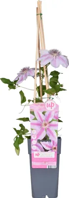Image de Clematis Nelly Moser - Clématite bicolore - ↨65 cm - Ø15 cm