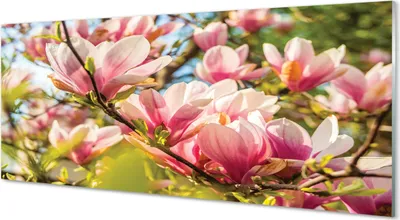 Produktbild von Glasbilder 125x50 Wandkunst rosa Magnolie