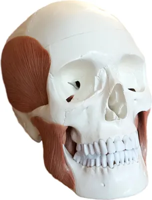 Produktbild von Schädel Anatomie Modell lebensgroß 3 teilig Kaumuskulatur Kalotte abnehmbar