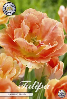 Artikelbild 2 von 'Tulpe Charming Beauty (7 Stück)' aus der Kategorie Tulpenzwiebeln