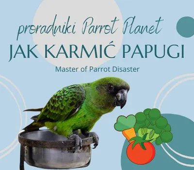 Zdjęcie produktu dla Poradnik ParrotPlanet - JAK KARMIĆ PAPUGI  - Poradnik Początkującego  Papuziarza