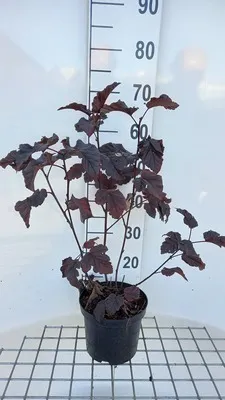 Imagen del producto de Physocarpus opulifolius 'Midnight'® - Fasanera de color rojo oscuro, 40-60 cm - En maceta