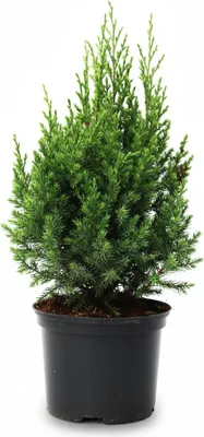 Produktbild von Juniperus chinensis 'Stricta', Chinesischer Wacholder, 30–40 cm